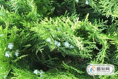 �ѷ���ͷ��ϡ�٣�����һ�����˺��õ�������������